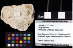 Foto (Objket + Etiketten) von Decapoda indet. 